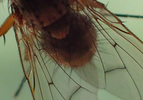 Helina sp.